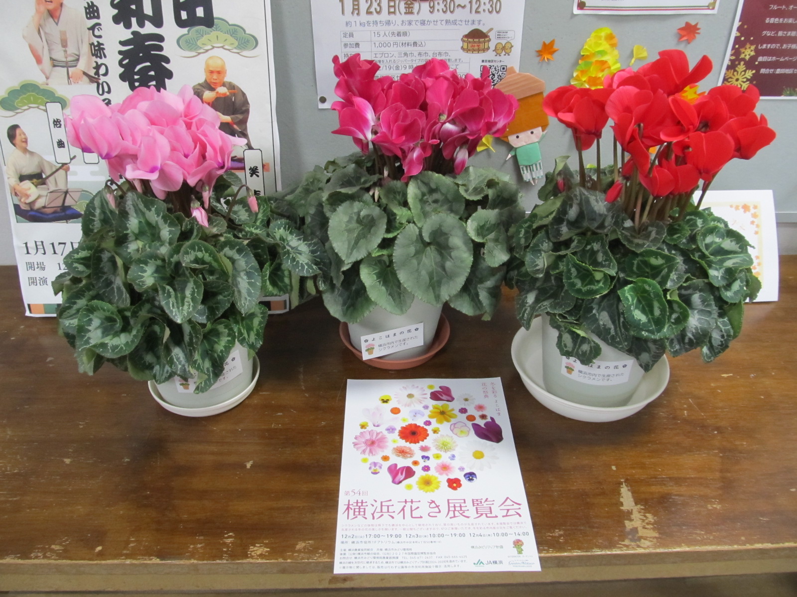 シクラメン シクラメン